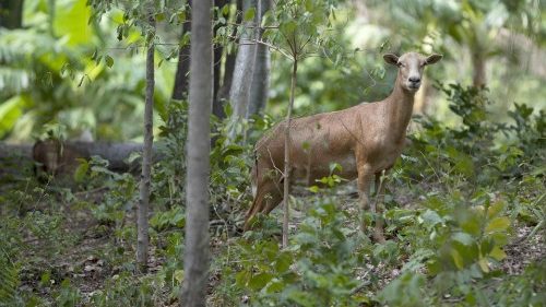 Animals of the Borbollon Natural Reserve, in Nicaragua