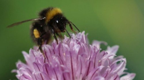 A red tailed bumblebee gathers pollen from a flower 