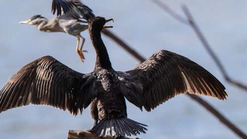 International Day for Biological Diversity