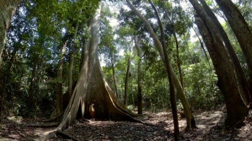 Una porzione della foresta amazzonica ecuadoregna